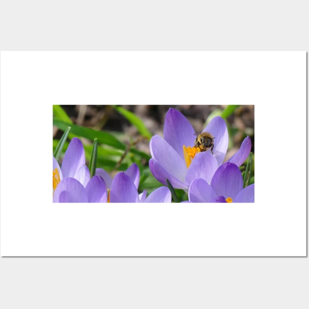 Crocus Lover Wall Art by MelTGazing